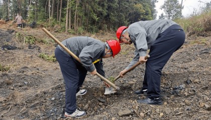 湖南武冈：“林电共治”破题树线矛盾