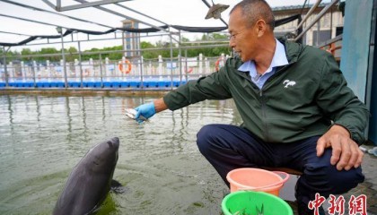 湖北石首：江豚跃浪天鹅洲 长江生态展新颜