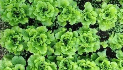 洋葱这么做超级好吃！还能祛痰润肠……洋葱的几种家常做法！