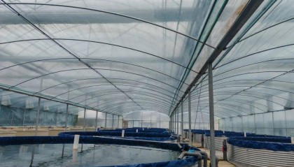 媒体关注丨成都日报、红星新闻网关注邛崃大口黑鲈养殖