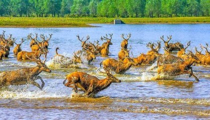 石首“麋鹿苑”展馆正式开放