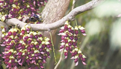 阳江新洲“禾雀栖枝”迎春来