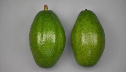 填补国内空白，广西两个水果新品种获国家授权