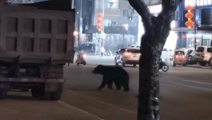 黑熊闯闹市被击毙，为何不用麻醉枪？专家回应