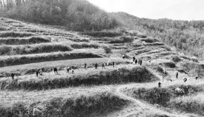 安康桑园管护正当时