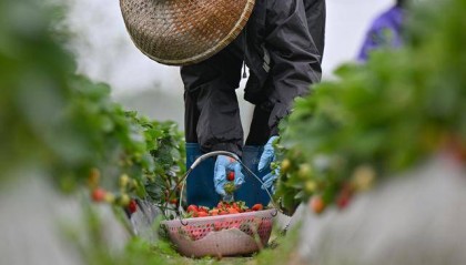 海南：春日农忙