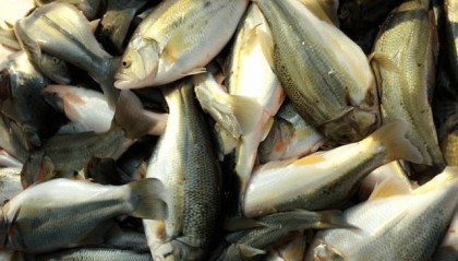 加州鲈鱼熟身、打转的症状，如何预防