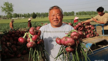 河南新野：洋葱种植拓宽群众致富路
