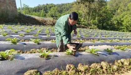 湖北咸丰：精研技术要点 托举产业发展