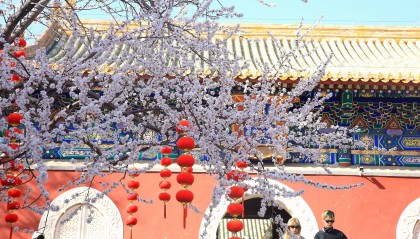 北海公园山桃花盛开