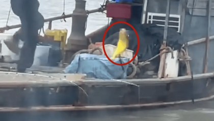 福建大爷海上钓起一条“黄金鱼”，引得围观群众“哇声一片”，有人估算一条能卖2万多