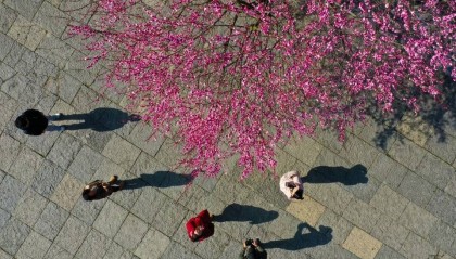 重庆黔江：古镇梅香迎春来