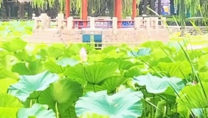 青岛中山公园一凉亭突然倒塌：一年前刚完成修缮，园方称无伤亡原因待查