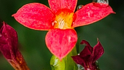 小巧玲珑长寿花