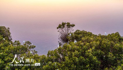 海南海口：海南新盈红树林湿地公园越冬候鸟蹁跹起舞