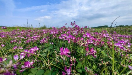 新洲举水河滩现天然花毯胜景