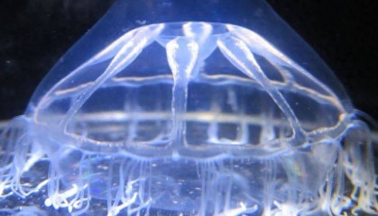 科学家在海洋中发现了水母不愿跨越的神秘屏障