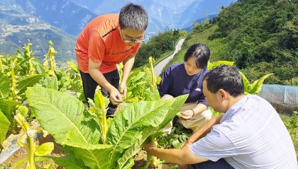 湖北长阳烟草：以才为本 育才为先