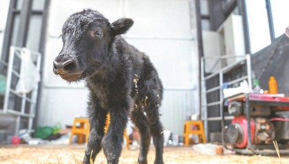 我国科学家成功克隆牦牛