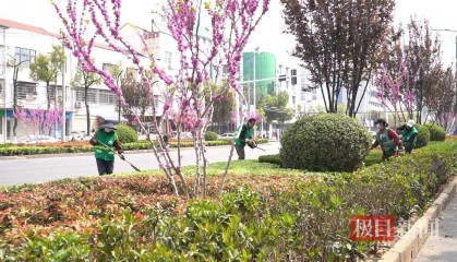 漫步武汉新洲街头，误入缤纷花海