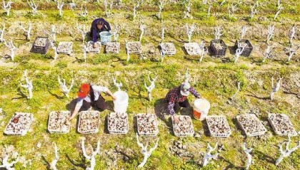 黔江：桑菇套种助增收