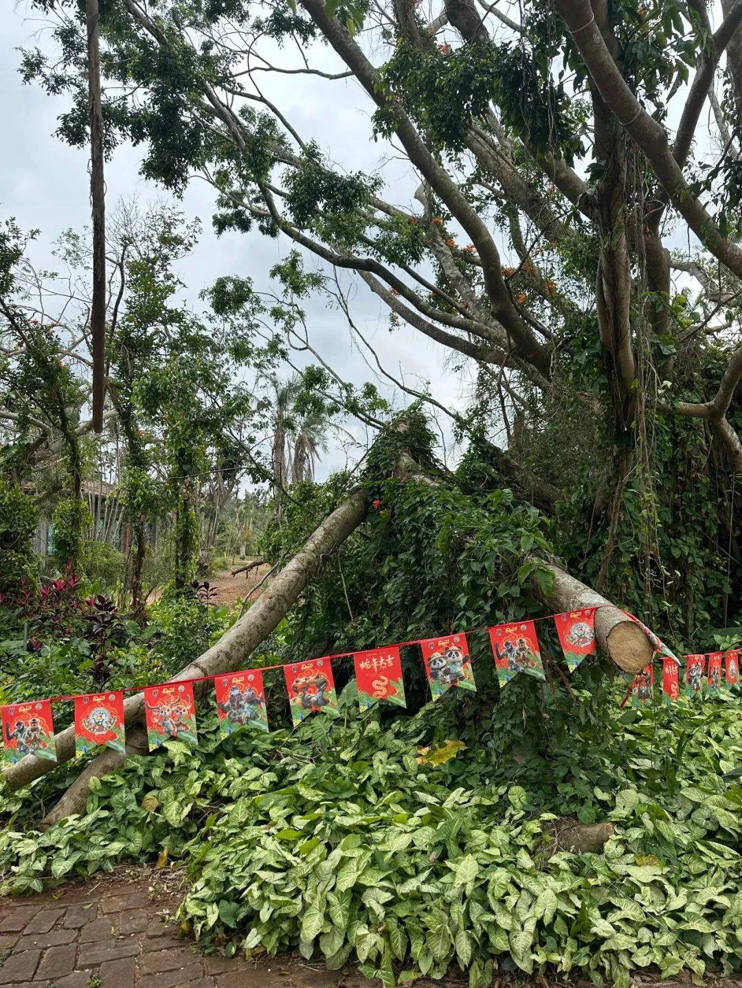 台风半年后,海南这家动植物园还没走出灾难