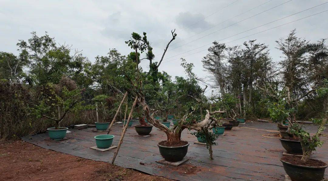 台风半年后,海南这家动植物园还没走出灾难