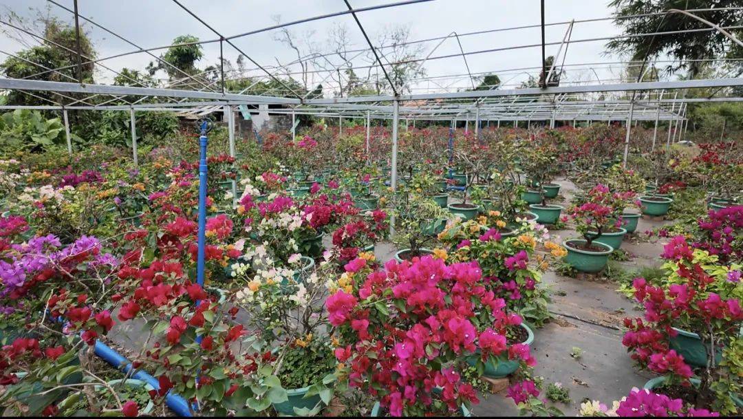 台风半年后,海南这家动植物园还没走出灾难