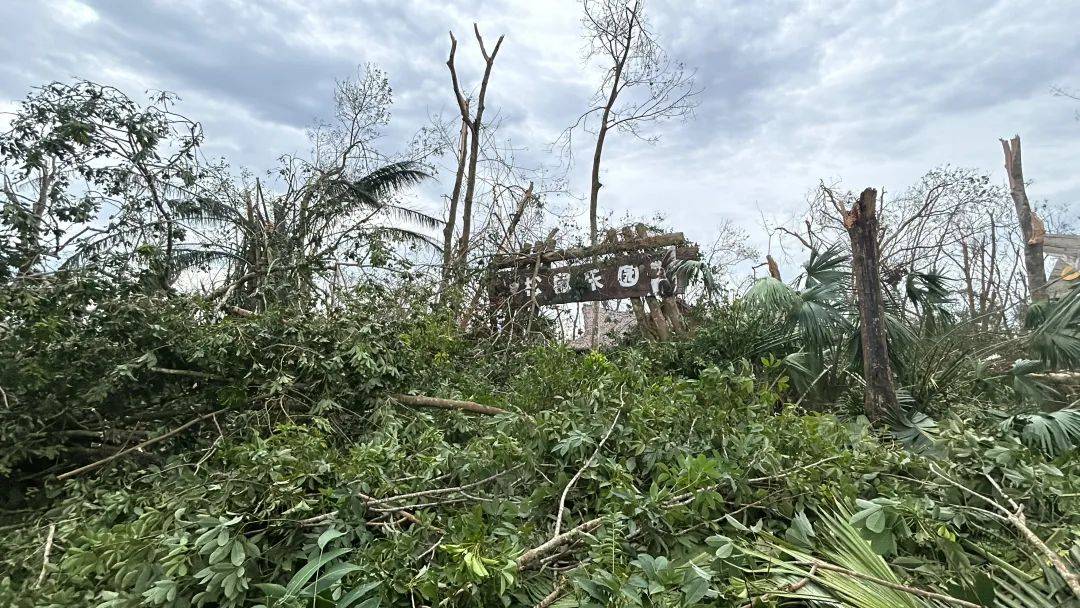 台风半年后,海南这家动植物园还没走出灾难