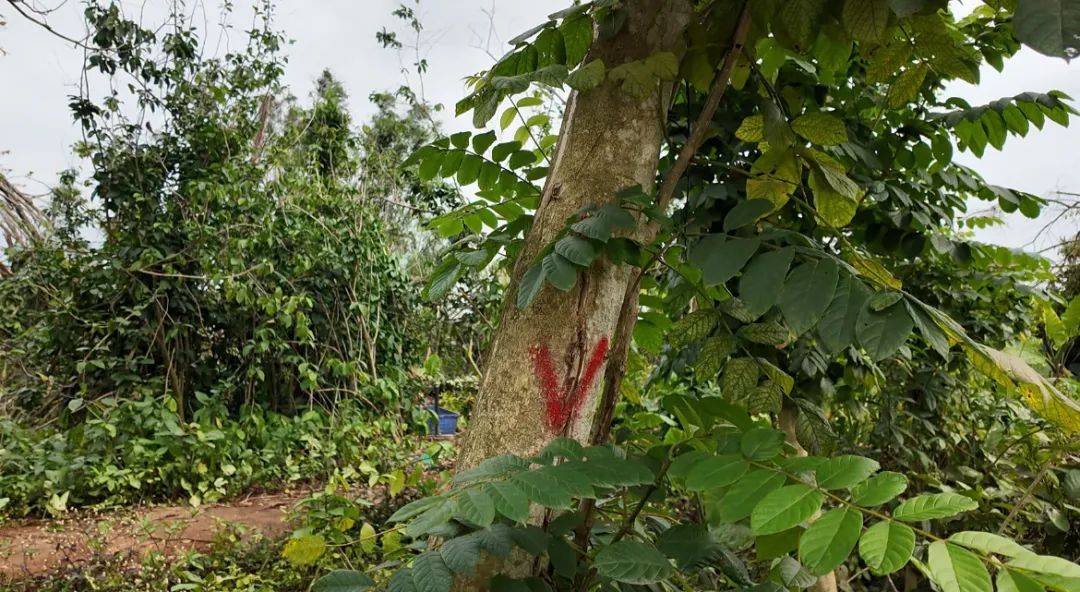 台风半年后,海南这家动植物园还没走出灾难