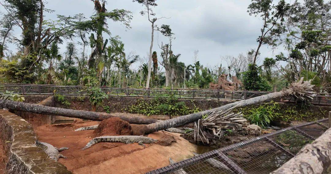 台风半年后,海南这家动植物园还没走出灾难