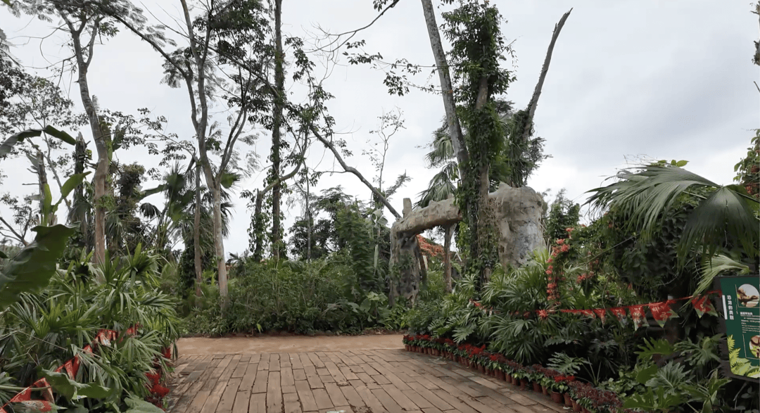 台风半年后,海南这家动植物园还没走出灾难
