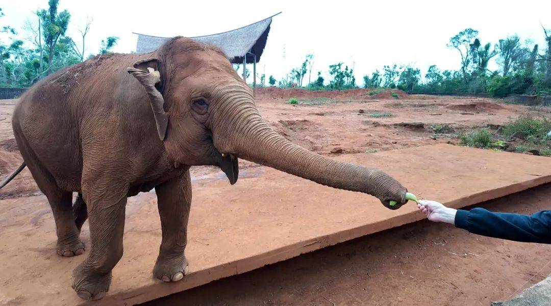 台风半年后,海南这家动植物园还没走出灾难