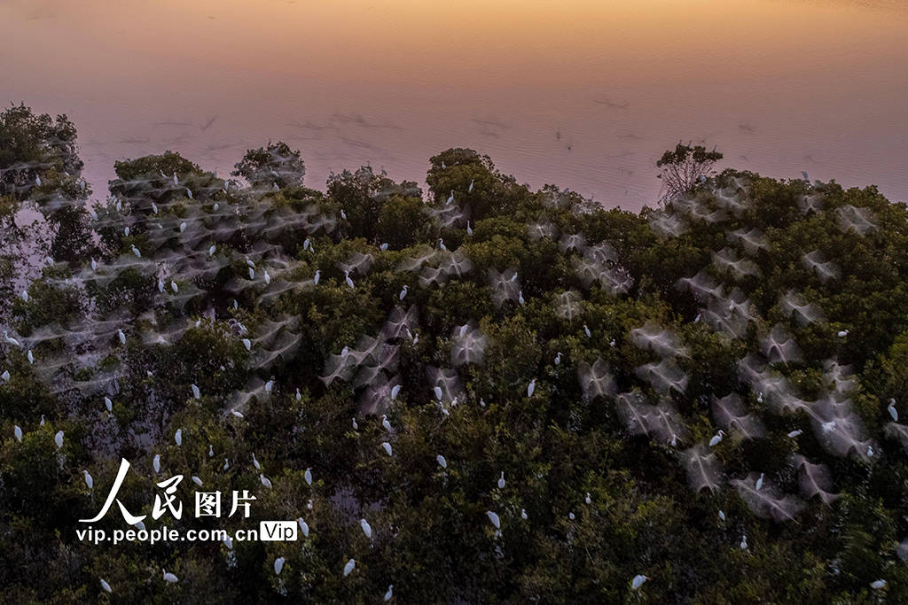 海南海口:海南新盈红树林湿地公园越冬候鸟蹁跹起舞