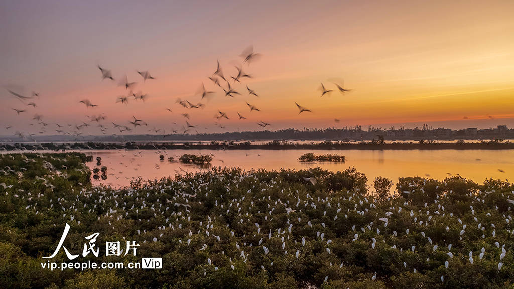 海南海口:海南新盈红树林湿地公园越冬候鸟蹁跹起舞