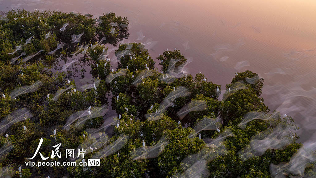 海南海口:海南新盈红树林湿地公园越冬候鸟蹁跹起舞