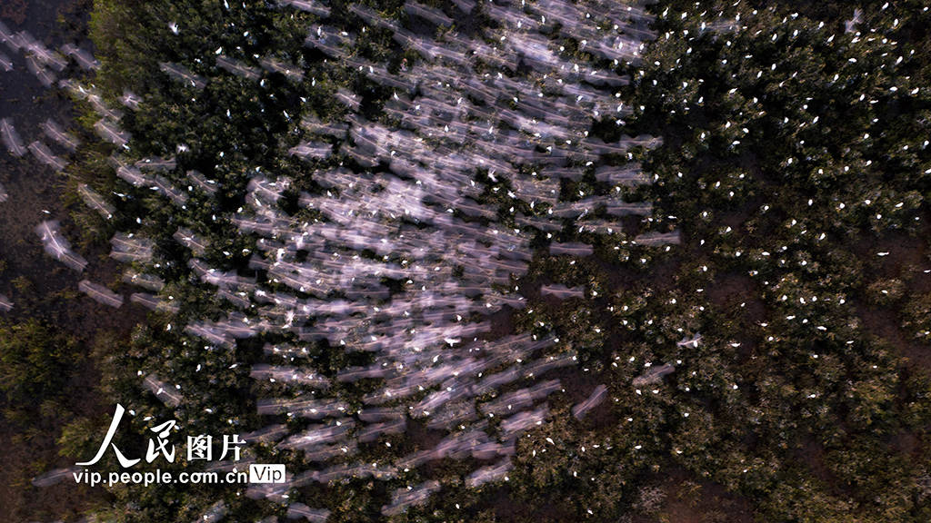 海南海口:海南新盈红树林湿地公园越冬候鸟蹁跹起舞