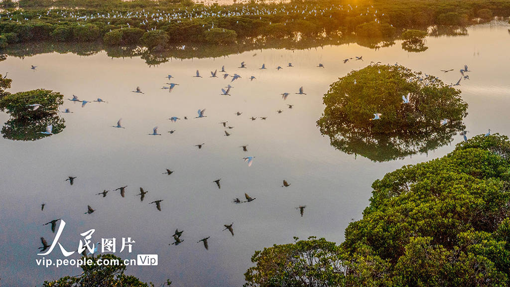 海南海口:海南新盈红树林湿地公园越冬候鸟蹁跹起舞