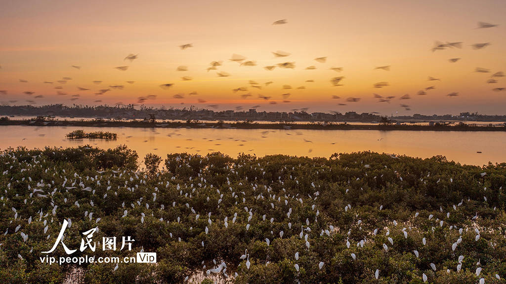 海南海口:海南新盈红树林湿地公园越冬候鸟蹁跹起舞