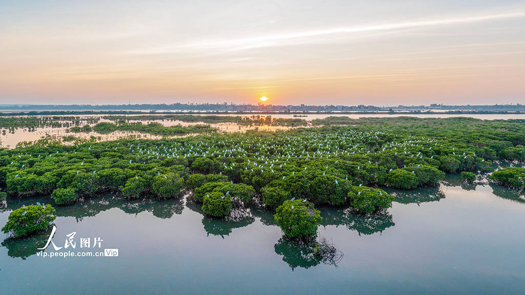 海南海口:海南新盈红树林湿地公园越冬候鸟蹁跹起舞