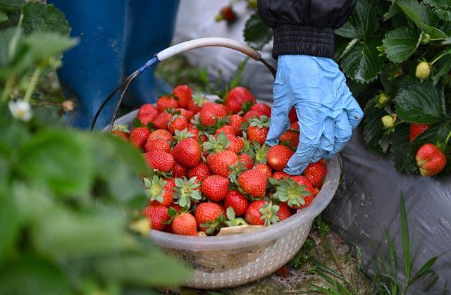 海南：春日农忙