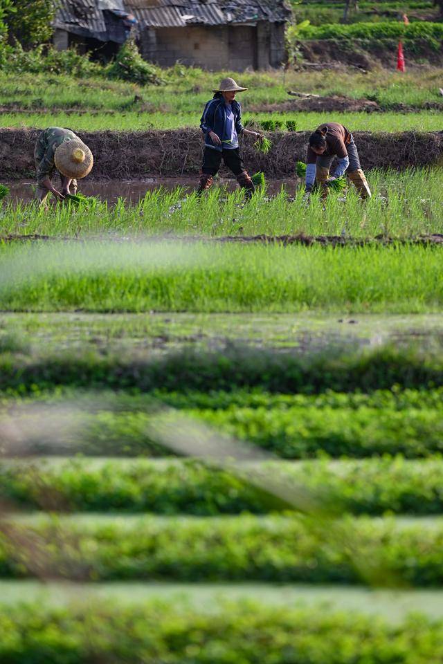 海南：春日农忙