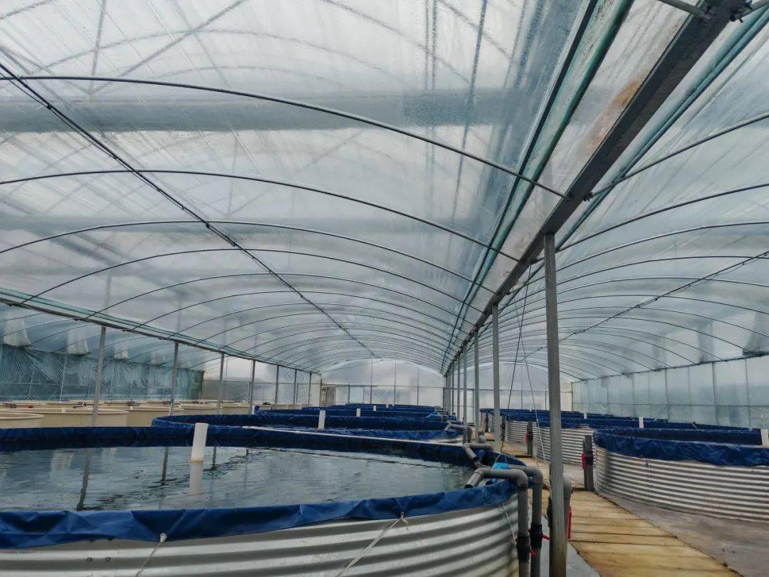 媒体关注丨成都日报、红星新闻网关注邛崃大口黑鲈养殖