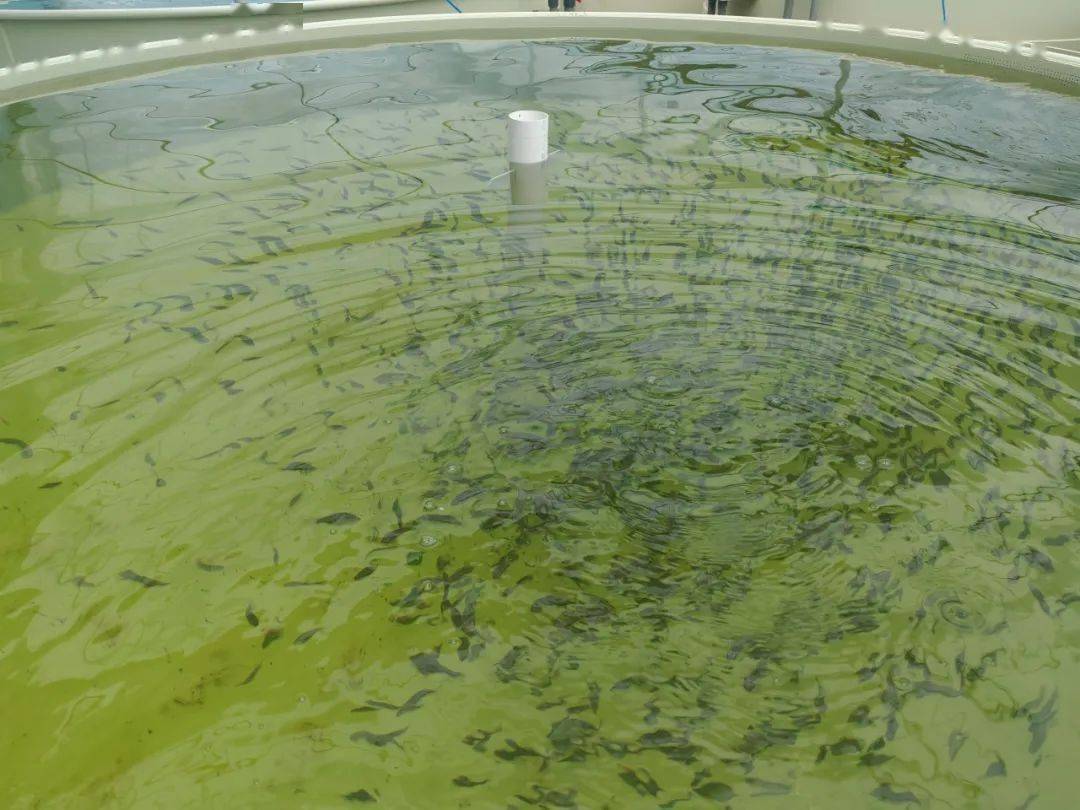 媒体关注丨成都日报、红星新闻网关注邛崃大口黑鲈养殖