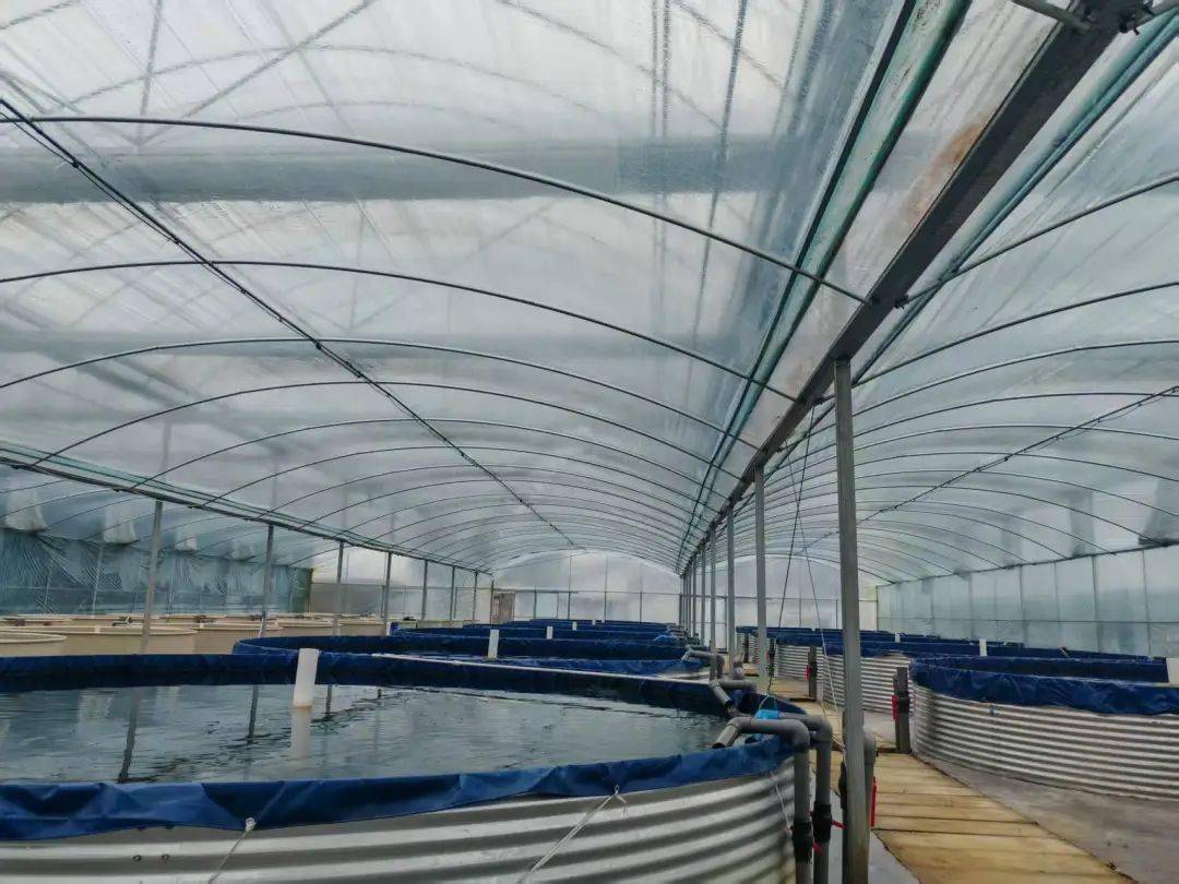 媒体关注丨成都日报、红星新闻网关注邛崃大口黑鲈养殖