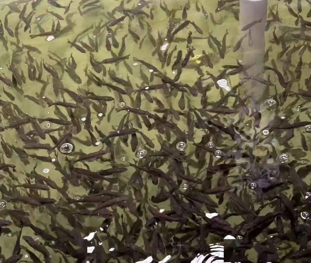 媒体关注丨成都日报、红星新闻网关注邛崃大口黑鲈养殖