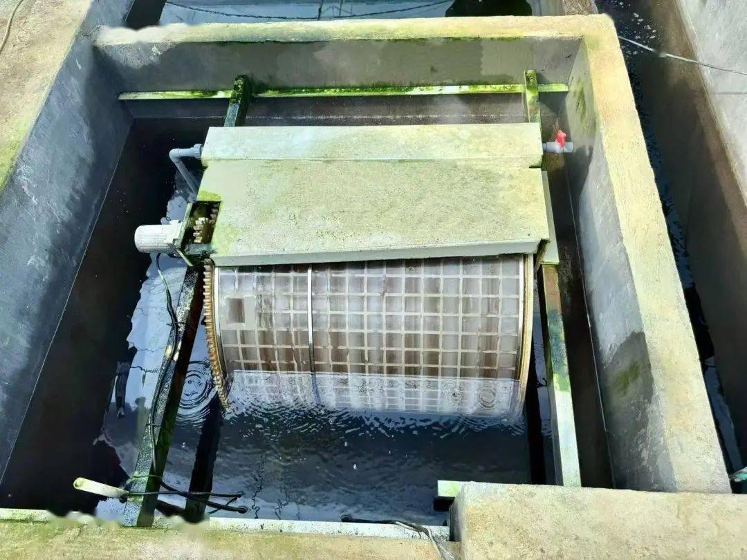 媒体关注丨成都日报、红星新闻网关注邛崃大口黑鲈养殖