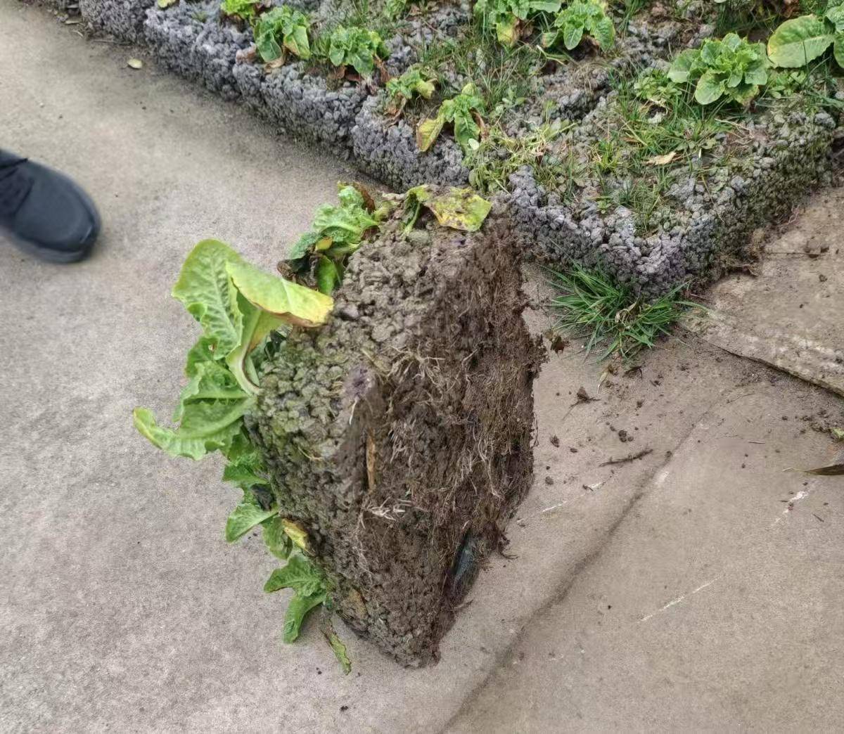 长三角绿化用混凝土恳谈会在启东举办