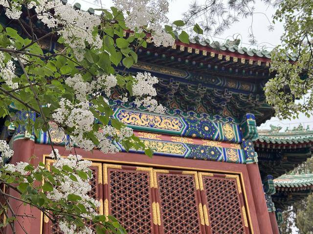 北海团城“三白共舞”美景上线,游客打卡