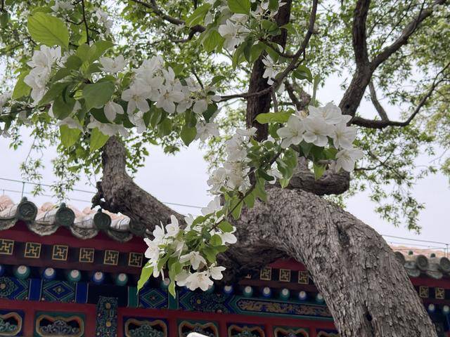 北海团城“三白共舞”美景上线,游客打卡